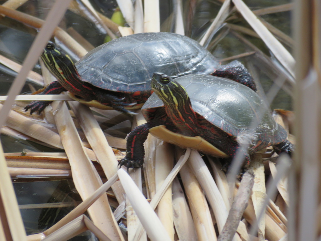 Midland Painted Turtle (Casa Tortuga) · iNaturalist