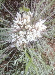 Astragalus dolichophyllus