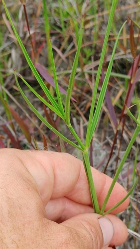 Image of Justicia crassifolia by (c) Scott Allen Davis, some rights reserved (CC BY)