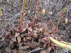Anacampseros telephiastrum