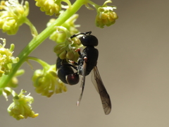 Microdynerus robustus