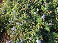 Ceanothus thyrsiflorus griseus