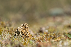 Morchella esculenta