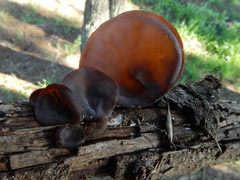 Auricularia cornea