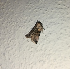 Abrostola microvalis