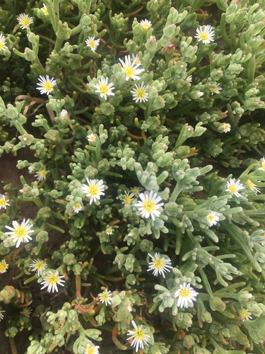Slender Iceplant