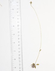 Parnassia parviflora