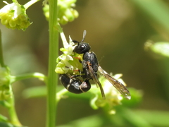 Microdynerus robustus