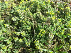 Draba lutescens