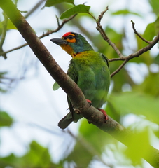 Psilopogon rubricapillus