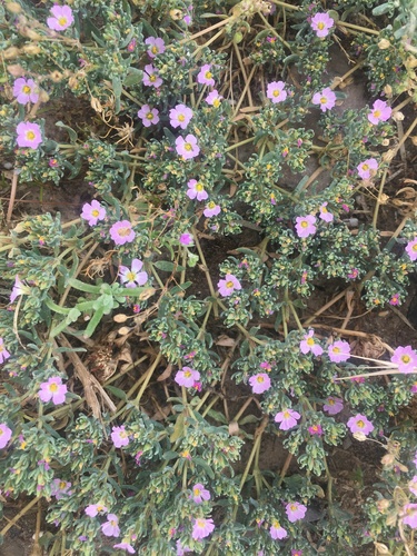 Annual Sea-heath