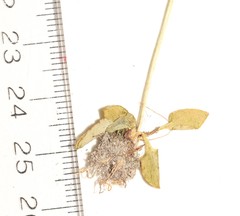 Parnassia parviflora