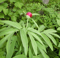 Paeonia officinalis