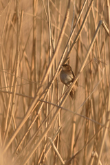 Acrocephalus schoenobaenus