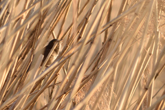 Locustella luscinioides