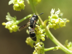 Microdynerus robustus