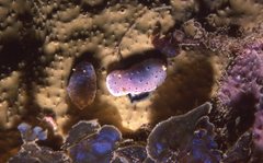 Goniobranchus thompsoni