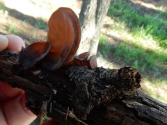 Auricularia cornea