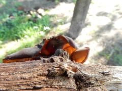 Auricularia cornea