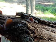 Auricularia cornea