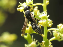 Microdynerus robustus