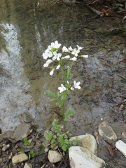 Cardamine tenera