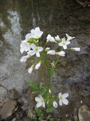 Cardamine tenera