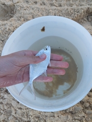 Trachinotus coppingeri
