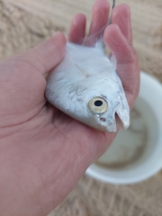 Trachinotus coppingeri