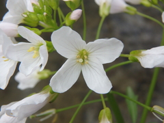 Cardamine tenera