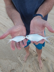 Trachinotus coppingeri