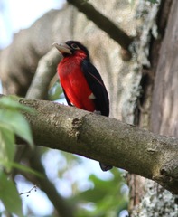 Lybius bidentatus