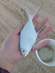 Trachinotus coppingeri