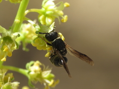 Microdynerus robustus