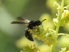Microdynerus robustus