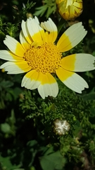 Glebionis coronaria
