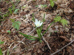 Ornithogalum woronowii