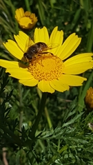 Eristalis tenax