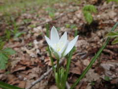 Ornithogalum woronowii