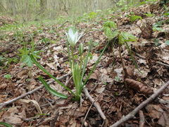 Ornithogalum woronowii