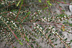 Thryptomene micrantha