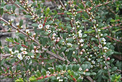 Thryptomene micrantha