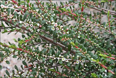 Thryptomene micrantha
