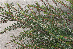 Thryptomene micrantha