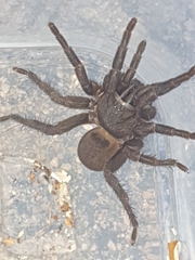 Seqocrypta jakara
