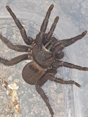 Seqocrypta jakara