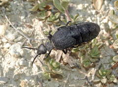 Meloe cicatricosus