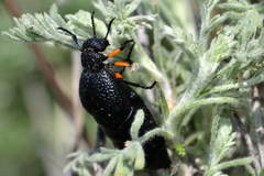 Meloe erythrocnemus