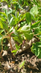 Corydalis pumila