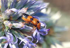 Nemognatha chrysomelina